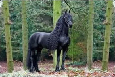 Quelle est la race de ce cheval ?