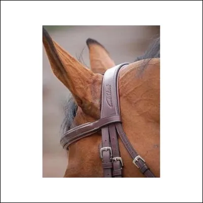 Comment s'appelle la partie représentée sur l'image ?