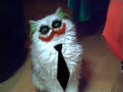 En quoi est déguisé le chat ?