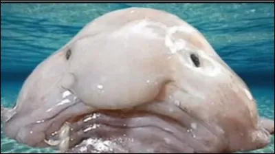 Quel est ce déguisement ?