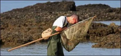 Crevette appréciée dans l'assiette !