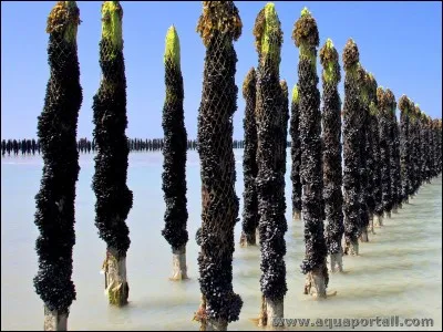Ensemble de pieux sur lequel se fait la culture des moules !