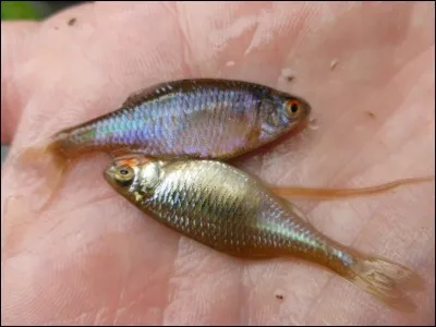 Petit poisson de rivière, qui pond ses oeufs dans des moules !