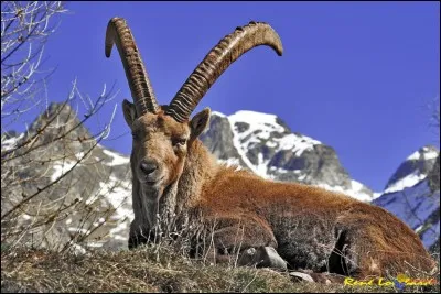 Chèvre sauvage des cimes !