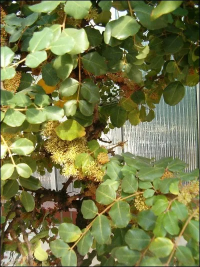 Si je vous dis : « Désigne un souverain en début d'année », vous répondez :