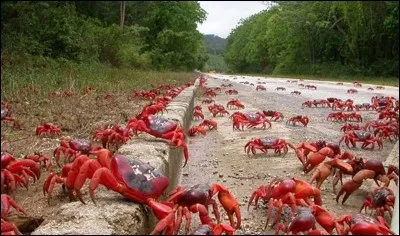 Chaque année, des millions de crabes terrestres rouges entament une migration sur cette île, pour aller se reproduire en mer, cette île porte un nom qui ne devrait pas vous échapper, surtout en ce moment !