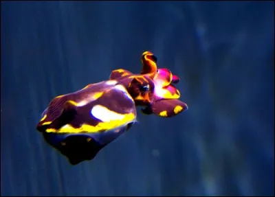 Cette petite seiche de l'indo-pacifique, mesurant seulement quelques centimètres, est très particulière, elle marche plus qu'elle ne nage, elle est très toxique, ses couleurs lui ont valu son surnom !