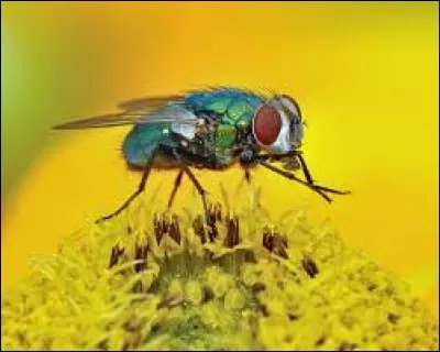 Pourquoi les mouches se frottent-elles les pattes avant ?