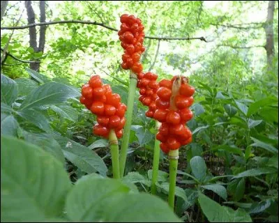 Pourquoi l'arum tacheté, courant dans les milieux humides des forêts d'Europe, aux baies rouges toxiques, pue-t-il, développant une odeur fétide ?