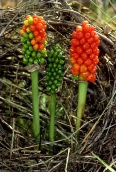Pied-de-nez, de grue, de poule... il y a de quoi prendre son pied. Mais que faites-vous lorsque vous en êtes réduit à implorer les services ou l'attention de quelqu'un ?