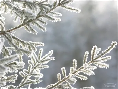Pour toi, si Noël était une couleur, laquelle serait-elle ?