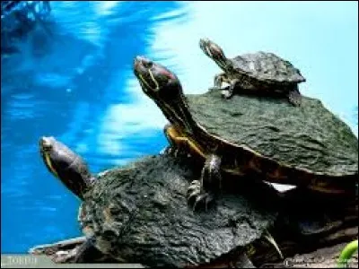 De quel pays la tortue est-elle le symbole de chance et de longévité ?