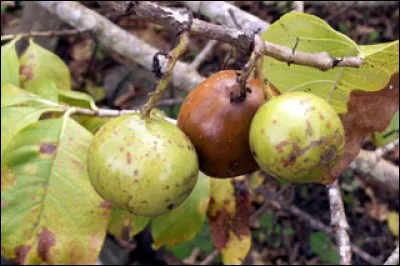 Et ce petit fruit, quel est-il ?