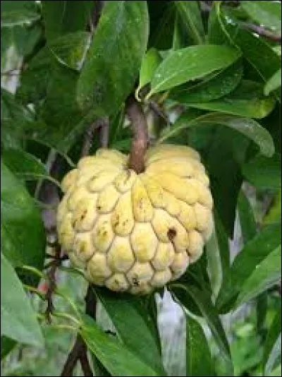 Et le dernier fruit de ce quizz est la :