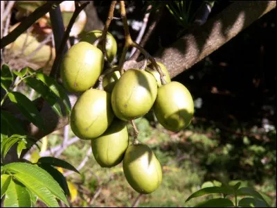 Un fruit peut-être peu connu, mais bon, il fallait bien corser les choses. Quel est ce fruit ?