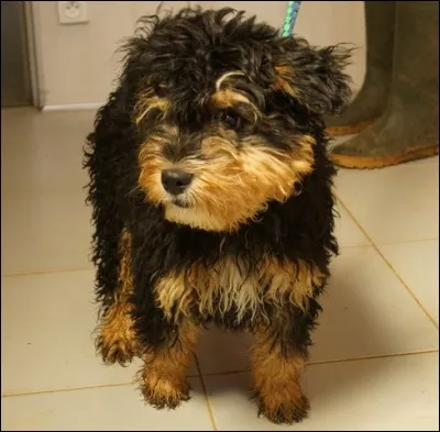 Ce chien est un croisement entre un caniche et un...