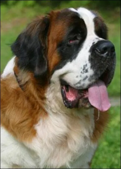 Quelle est cette race de chien ?