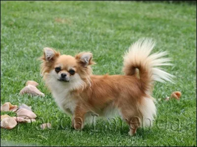 Quelle est cette race de chien ?