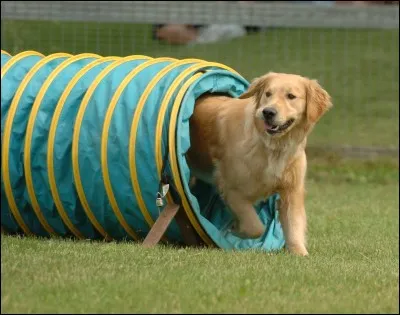 Quelle est la meilleure race de chien pour faire de l'agilité ?