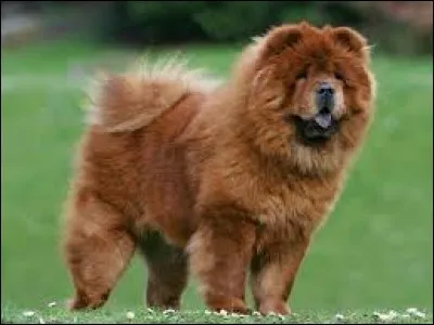 Quelle est cette race de chien ?