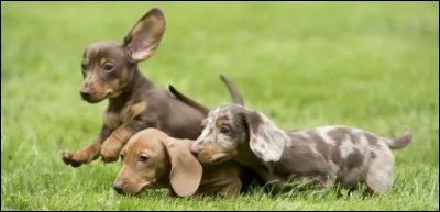 Pendant combien d'années les chiens vivent-ils en moyenne ?