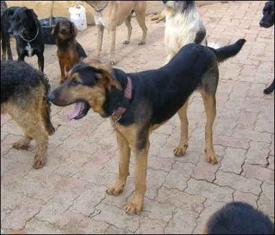 Quel est ce croisement ?