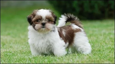 Comment écrit-on cette race ?