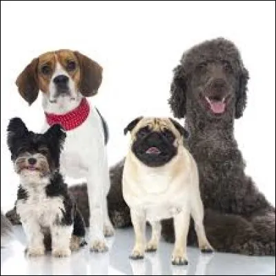 Ce sont __ chiens : Max et Jorey, elle les a depuis 2 ans.