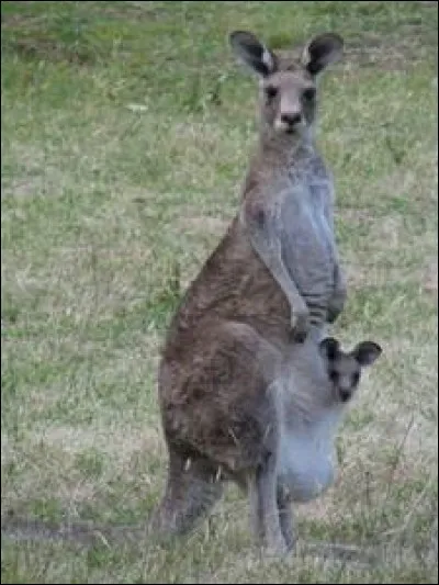 Comment s'appelle la poche abdominale présente chez les mammifères marsupiaux ?
