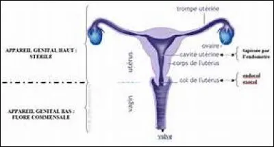 A quel moment une femme possède-t-elle une poche des eaux ?