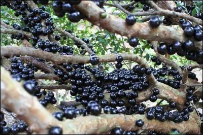 Enfin, quel est ce fruit ?