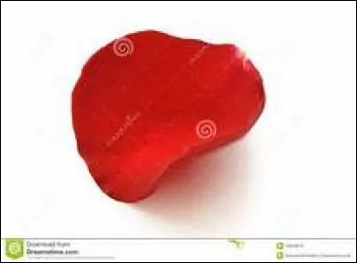 UN PETALE DE ROSE ROUGE - Ah, c'est sans doute ce poète de la précédente question qui le lui a offert : il a commencé à effeuiller la fleur en disant le fameux "Je t'aime, un peu, beaucoup..." et lui a offert le pétale du "passionnément", donc :