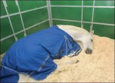 Connaissances - Quelles sont les différentes litières ?