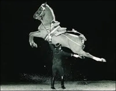 Connaissances - Quelles sont les activités équestres parmi ces 4 réponses ?