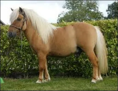 Connaissances - Quelle est la robe du poney sur l'image ?