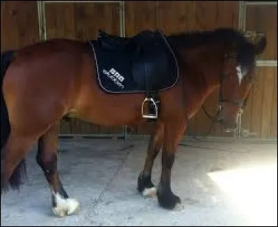 Soins - Comment seller son poney ?