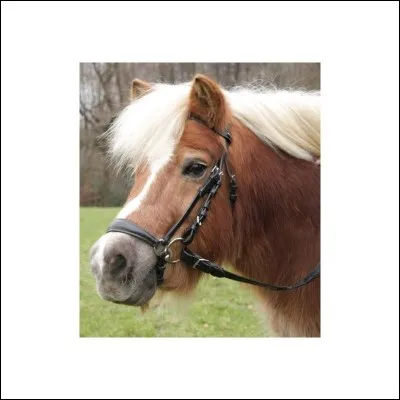 Soins - Quel est le nom de la muserolle sur la photo ?