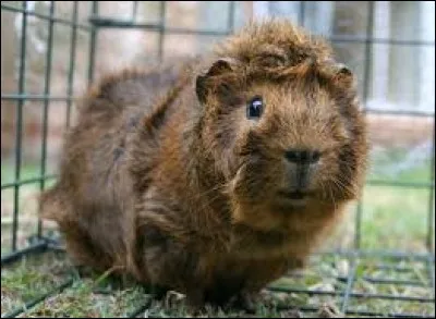 Quelle est cette race ?