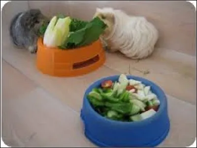 Quel aliment est interdit pour les cochons d'Inde ?