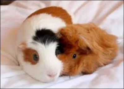 Dans un pays, il est interdit d'acheter seulement un cochon d'Inde ; il est plutôt préférable d'en acheter deux.