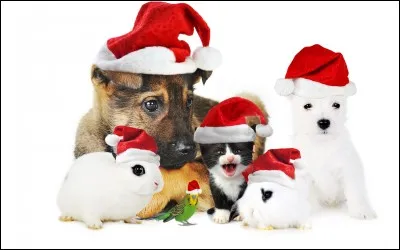 Quel animal n'y a-t-il pas sur cette photo ?