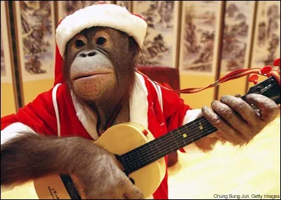 Pour Noël ce singe a décidé de jouer de/du...