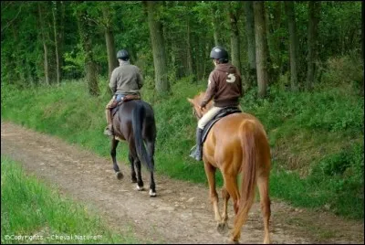 Combien le cheval a-t-il d'allures ?
