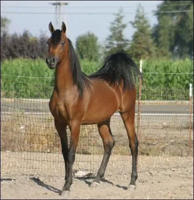 Quelle est la couleur de cette robe ?