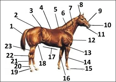 Comment s'appelle la partie 7 sur ce cheval ?
