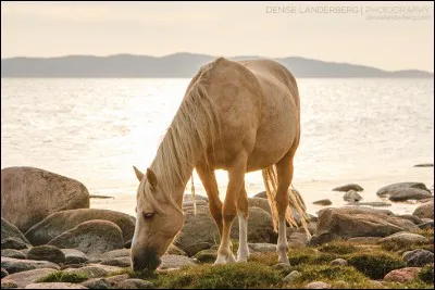 Combien le cheval a-t-il de sens ?