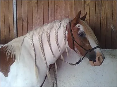 Que mange le cheval ?