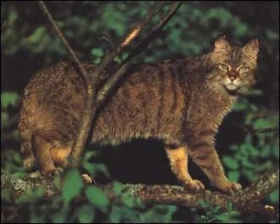 Quel est le nom d'Étoile Brisée quand il est arrivé dans le clan du Tonnerre ?