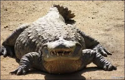 Comment s'appelle cet animal ?