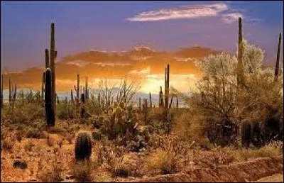 Dans quel pays d'Amérique du Nord se trouve l'État, semi-désertique, de Sonora ?